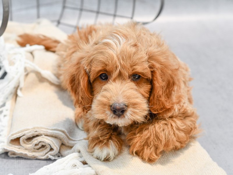 F1B Mini Goldendoodle - 36610 Image #1