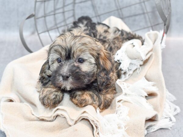 Daisy Dog-Dog-Female-Brown-36631-Petland Novi, Michigan