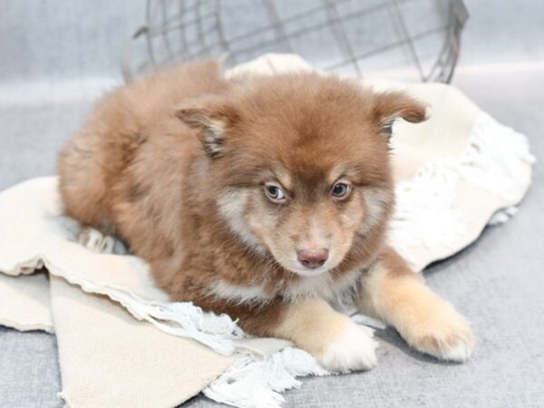 Pomsky Dog Male Chocolate 36617 Petland Novi, Michigan