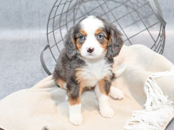 Miniature Bernese Mountain Dog Dog Female Blue Merle 36621 Petland Novi, Michigan