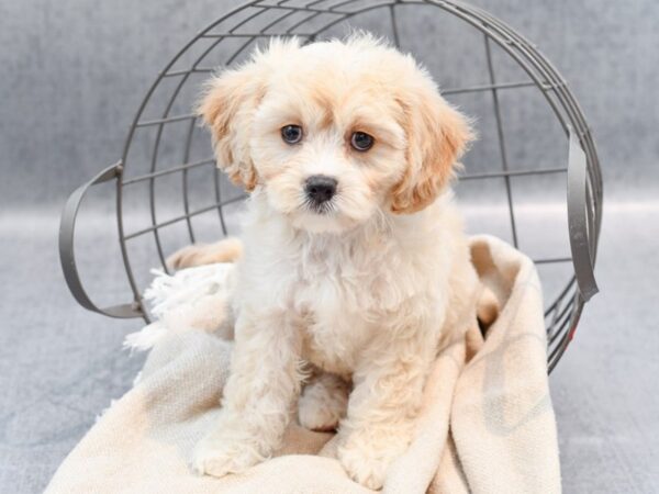 Cavachon Dog Male Blenheim 36628 Petland Novi, Michigan