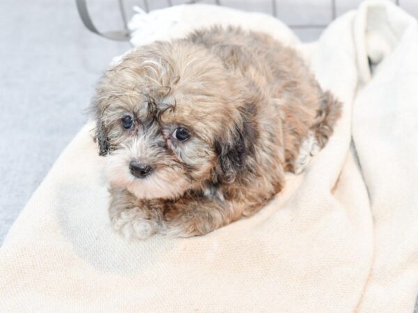 Daisy Dog-Dog-Female-Brindle-36630-Petland Novi, Michigan