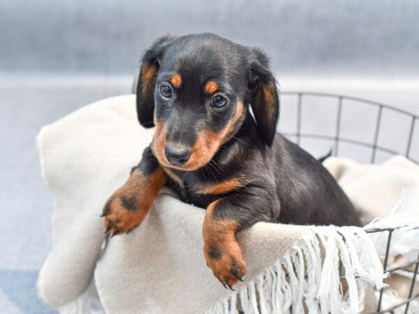 Dachshund Dog Male Black / Tan 36611 Petland Novi, Michigan