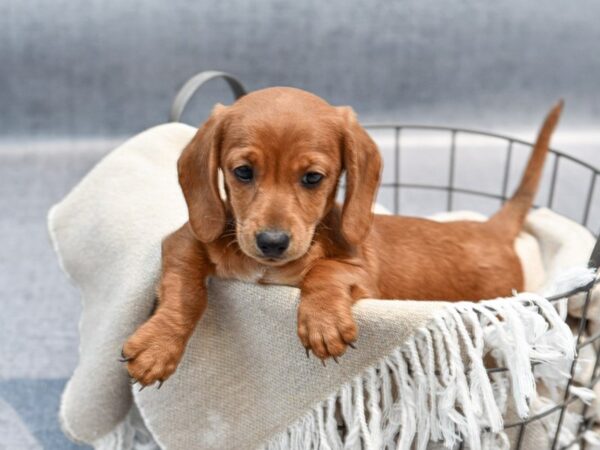 Dachshund-Dog-Male-Red-36612-Petland Novi, Michigan