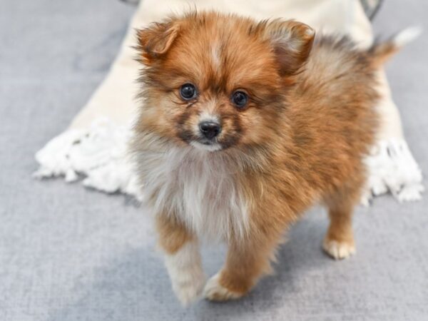 MINI AUSSIE POM-Dog-Female-Red-36615-Petland Novi, Michigan