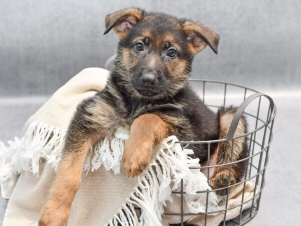 German Shepherd Dog Female Blk and Tan 36634 Petland Novi, Michigan