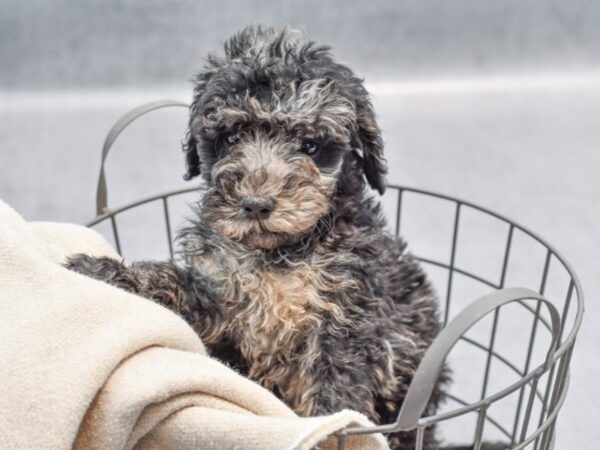 Miniature Goldendoodle Dog Male Blue Merle 36635 Petland Novi, Michigan