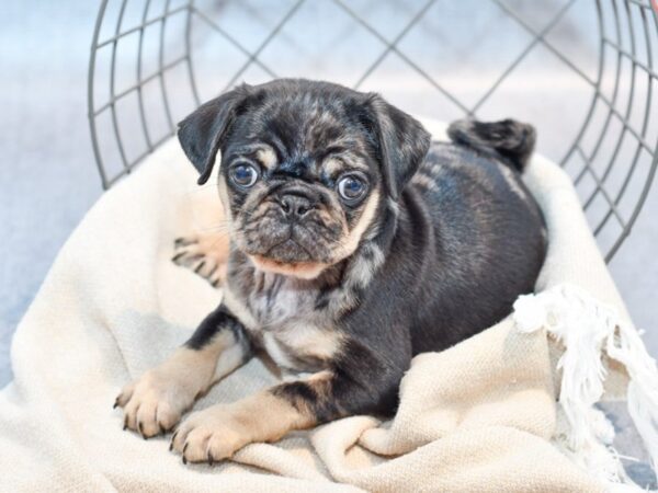 Pug-Dog-Female-Blue Merle-36639-Petland Novi, Michigan