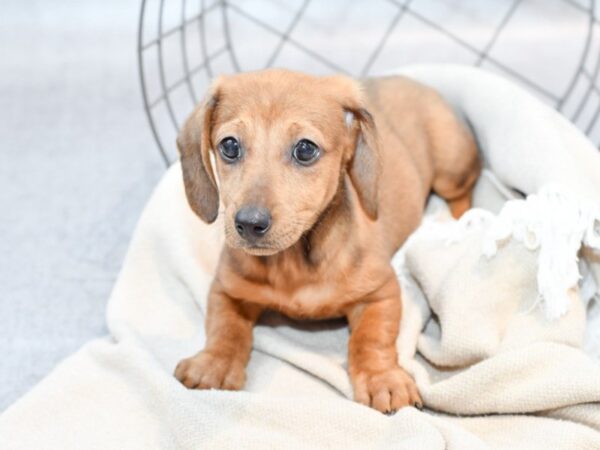 Dachshund-Dog-Male-Red-36642-Petland Novi, Michigan