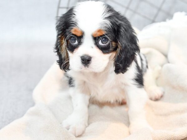 Cavalier King Charles Spaniel-Dog-Male-Tri-Colored-36643-Petland Novi, Michigan