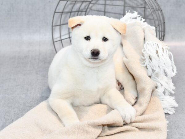 Shiba Inu-Dog-Female-Cream-36644-Petland Novi, Michigan