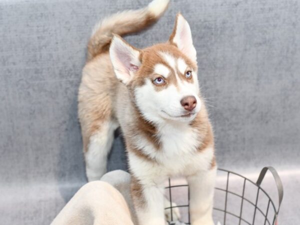 Siberian Husky Dog Female Red / White 36646 Petland Novi, Michigan