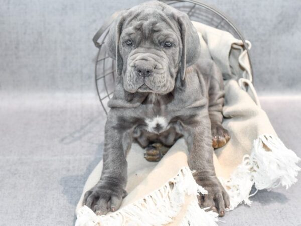 Neapolitan Mastiff Dog Male Blue 36647 Petland Novi, Michigan