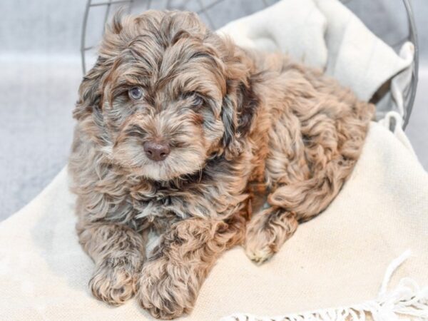 [#36648] Chocolate Merle Male Cockadoodle Puppies For Sale
