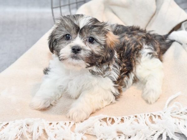 Teddy Bear Dog Male Brown / White 36649 Petland Novi, Michigan