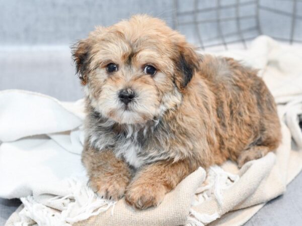 Yochon-Dog-Male-Brown-36650-Petland Novi, Michigan