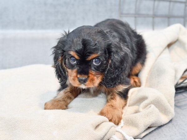 Cavalier King Charles Spaniel Dog Female Black / Tan 36651 Petland Novi, Michigan