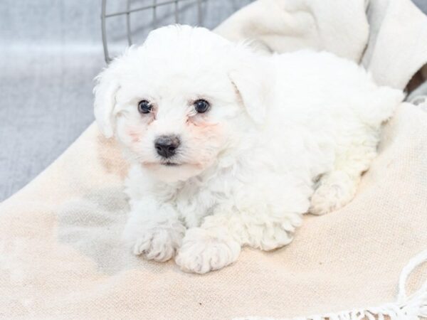 Bichon Frise Dog Female White 36652 Petland Novi, Michigan