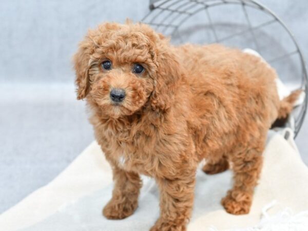 Miniature Goldendoodle Dog Female Red 36654 Petland Novi, Michigan