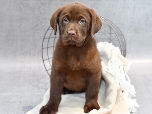 Labrador Retriever-Dog-Female-Choc-36655-Petland Novi, Michigan