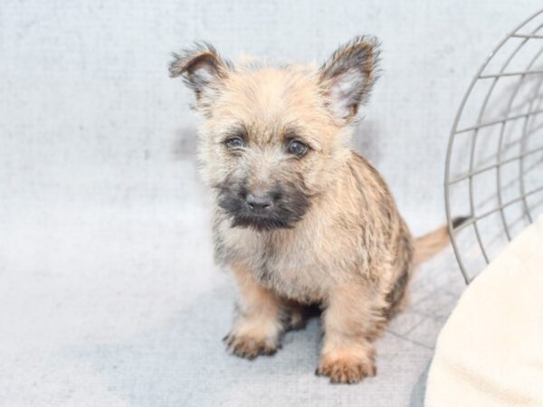 Cairn Terrier Dog Male Wheaten 36640 Petland Novi, Michigan