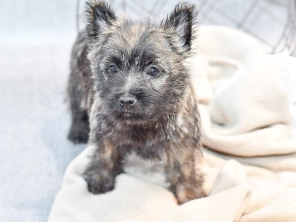 Cairn Terrier Dog Female Brindle 36641 Petland Novi, Michigan