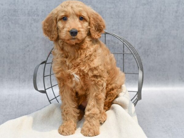 Standard Goldendoodle Dog Female Red 36677 Petland Novi, Michigan