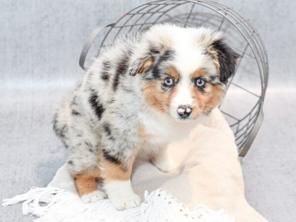 Miniature Australian Shepherd Dog Female Blue Merle 36657 Petland Novi, Michigan