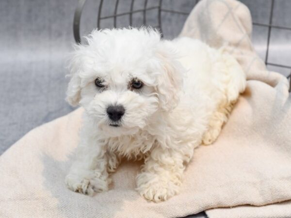 Bichon Frise Dog Male White / Apricot 36658 Petland Novi, Michigan