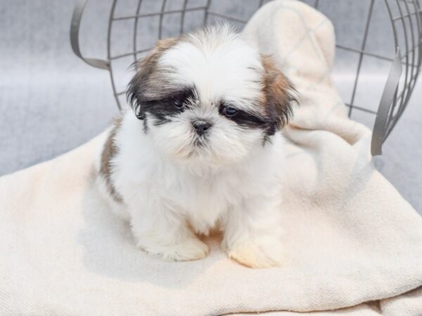 Shih Tzu Dog Male Sable / White 36659 Petland Novi, Michigan