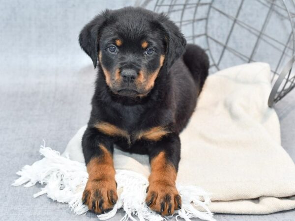 Rottweiler Dog Male Black / Tan 36660 Petland Novi, Michigan