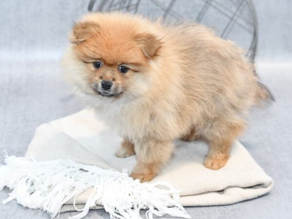 Pomeranian Dog Male Orange Sable 36661 Petland Novi, Michigan