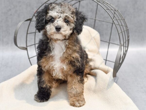 Miniature Poodle-Dog-Female-Chocolate Merle-36662-Petland Novi, Michigan