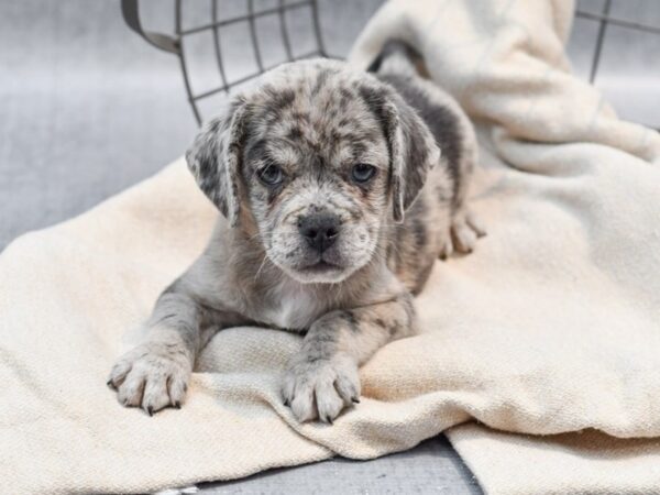 Puggle Dog Male Blue Merle 36663 Petland Novi, Michigan