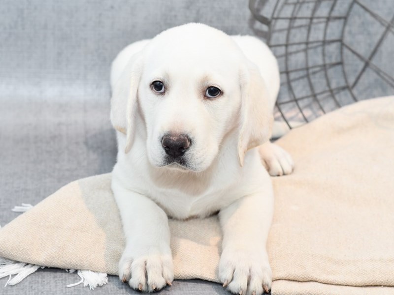 Labrador Retriever - 36664 Image #1