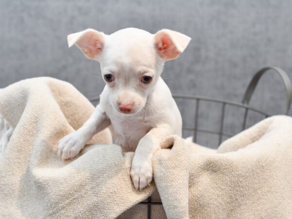 Chihuahua Dog Female Cream / White 36666 Petland Novi, Michigan