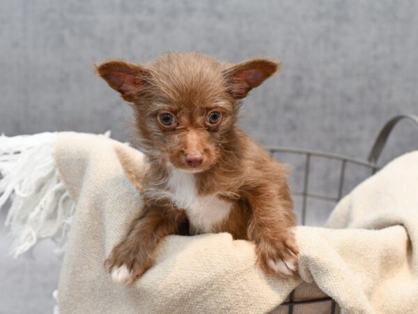 [#36668] Chocolate Male Chipoo Puppies For Sale