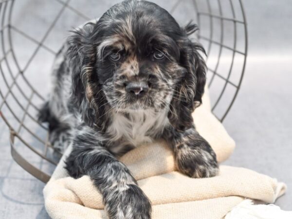 Cockalier Dog Male Blue Merle 36669 Petland Novi, Michigan