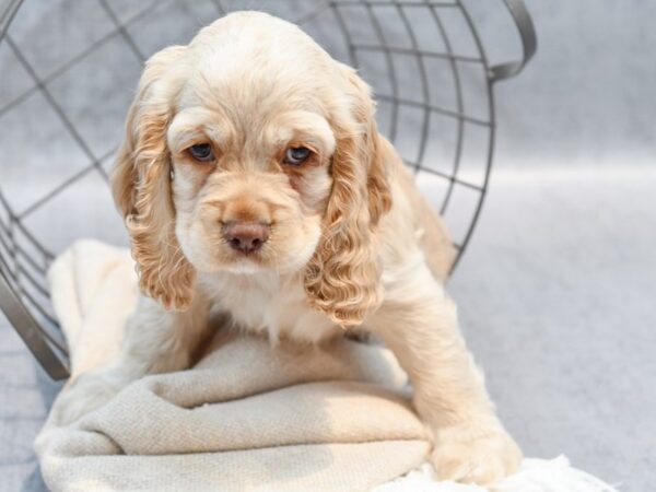 Cocker Spaniel Dog Male Buff 36670 Petland Novi, Michigan