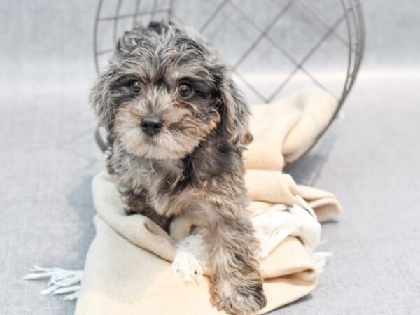 [#36671] Blue Merle Male Yorkiepoo Puppies For Sale
