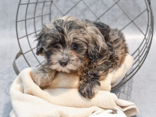 [#36672] Blue Merle Female Daisy Dog Puppies For Sale