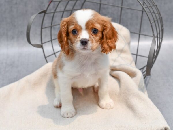 Cavalier King Charles Spaniel Dog Male Bleh 36673 Petland Novi, Michigan