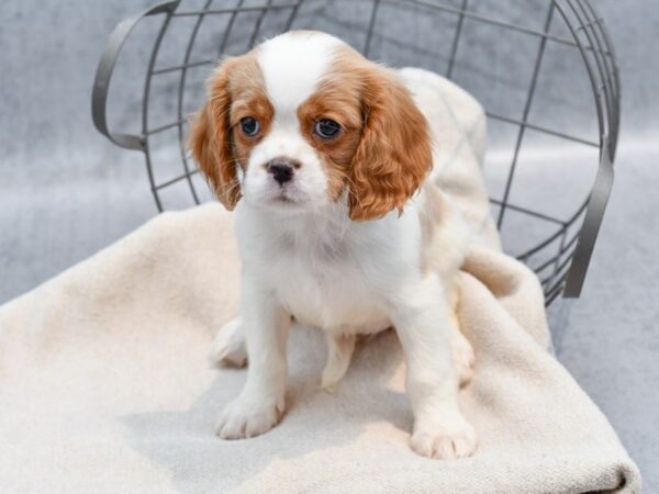 Cavalier King Charles Spaniel Dog Female Bleh 36674 Petland Novi, Michigan