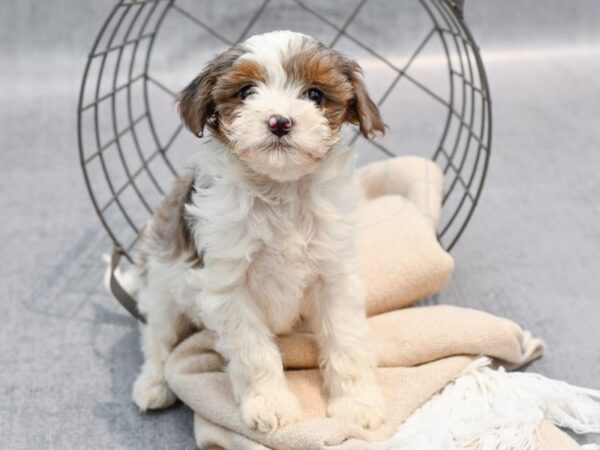 Cavapoo Dog Male Blue merle parti 36675 Petland Novi, Michigan