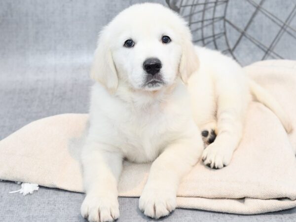 Golden Retriever Dog Male Golden 36678 Petland Novi, Michigan