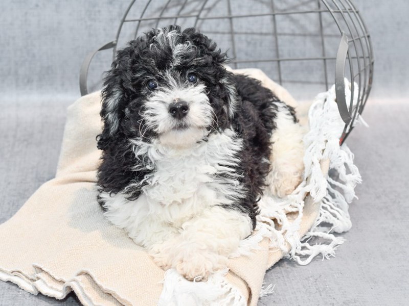 Mini Bernadoodle - 36682 Image #1