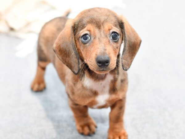 Dachshund-Dog-Male-Wild Boar-36683-Petland Novi, Michigan