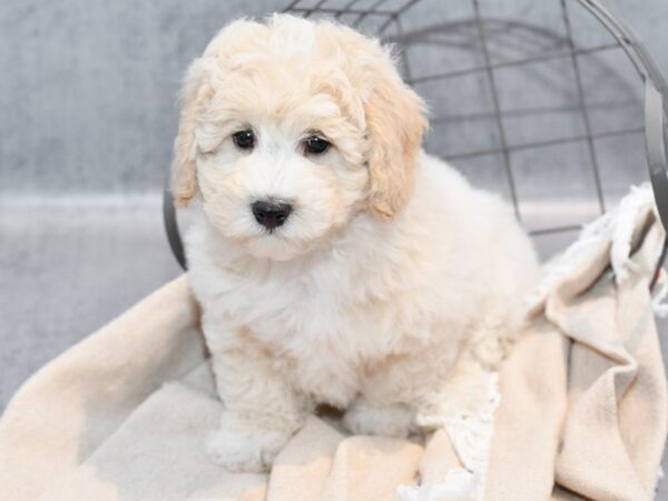 [#36685] Cream Male Lhasapoo Puppies For Sale