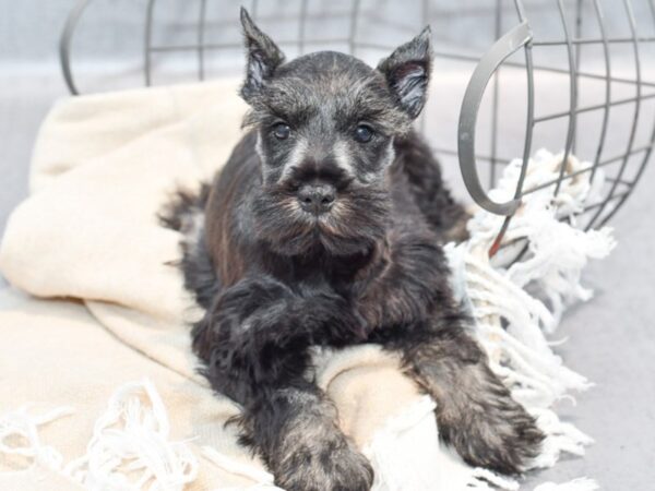 Miniature Schnauzer Dog Male Salt / Pepper 36686 Petland Novi, Michigan