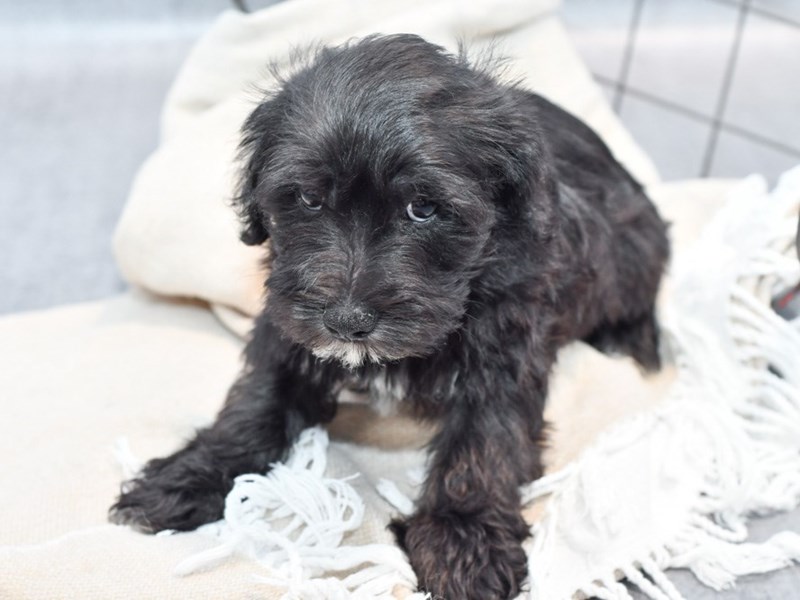 Schnoodle - 36688 Image #1